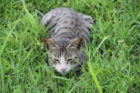 Kucing liar di rumput