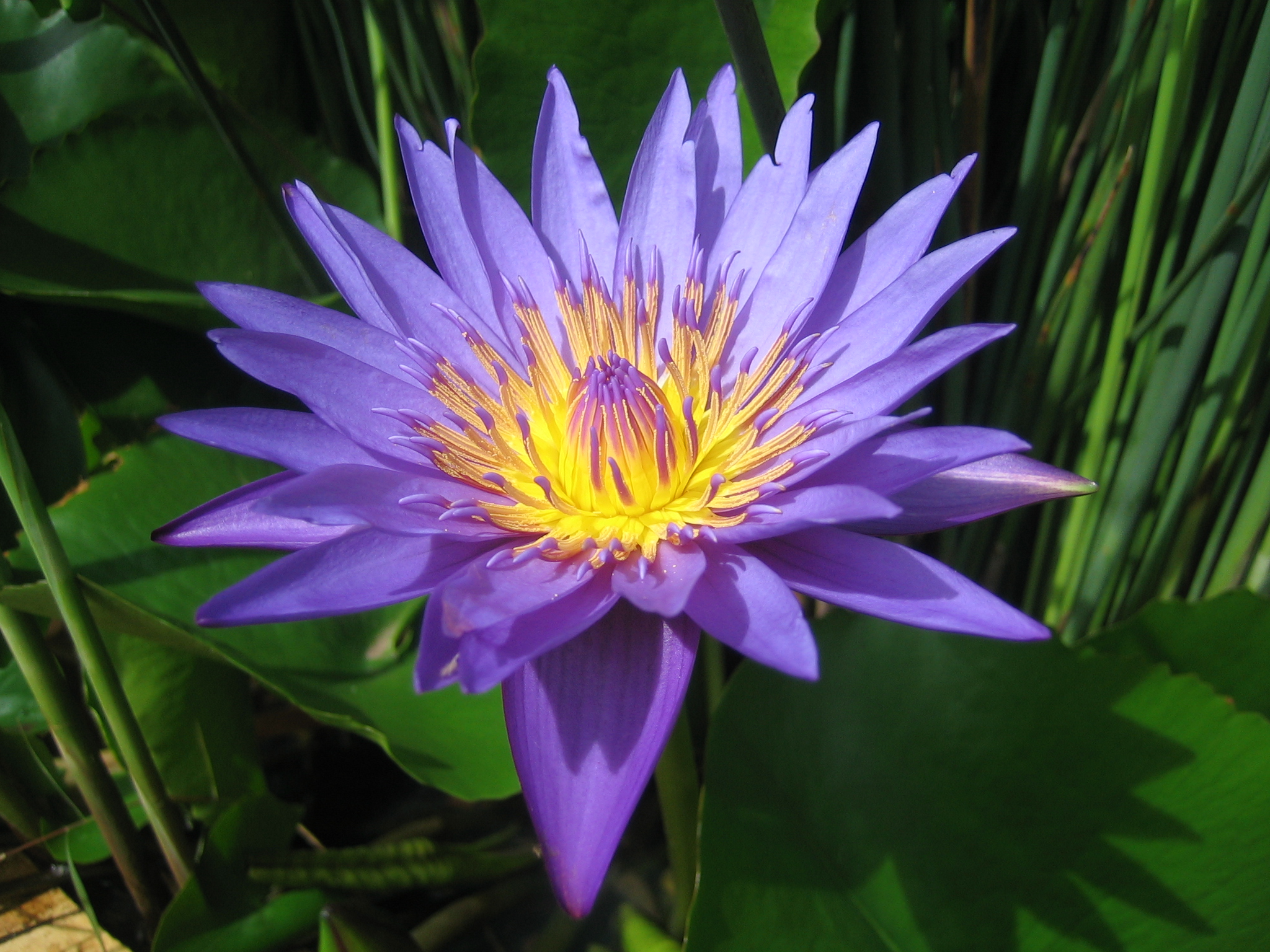 Blue Water Lily The Sacred Flower Nimadesriandani