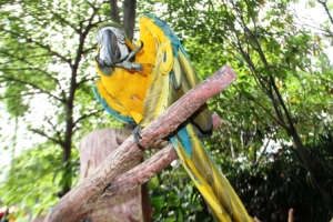 Macaw Bird4