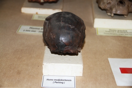 Homo mojokertensis