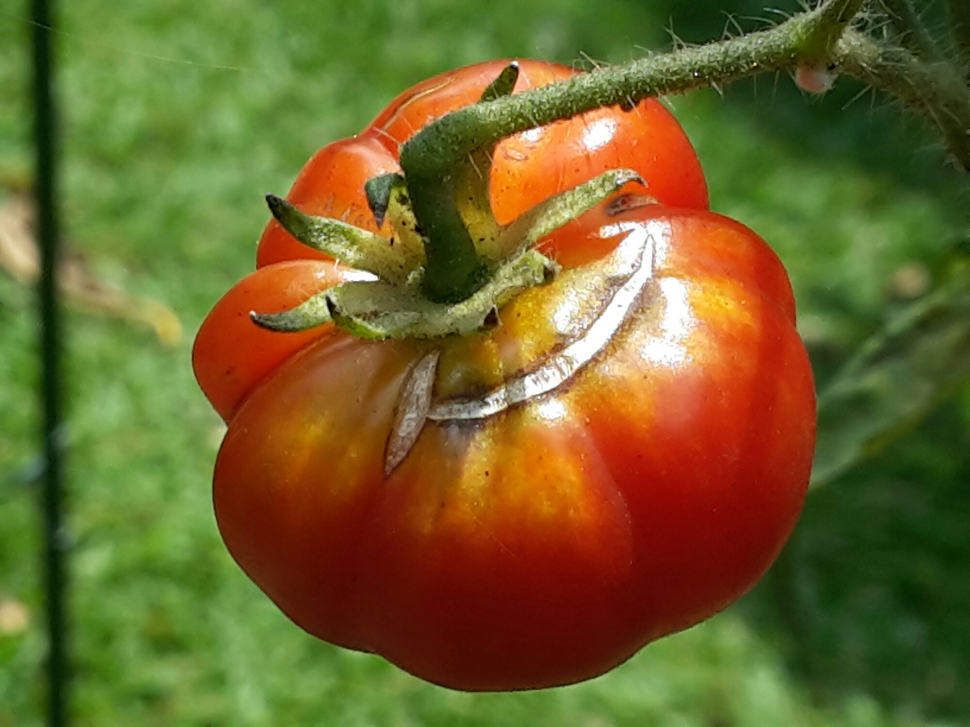Bagian yang menyenangkannya sudah pastilah saat melihat tanaman sehat sayuran hijau segar cabe memerah dan tomat juga merekah